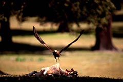 Schwarzmilan - Zum Vergroessern klicken!